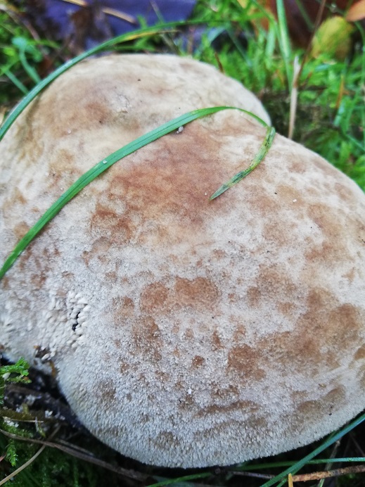 Plooivoetstuifzwam  ???